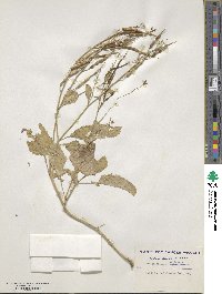 Raphanus sativus image