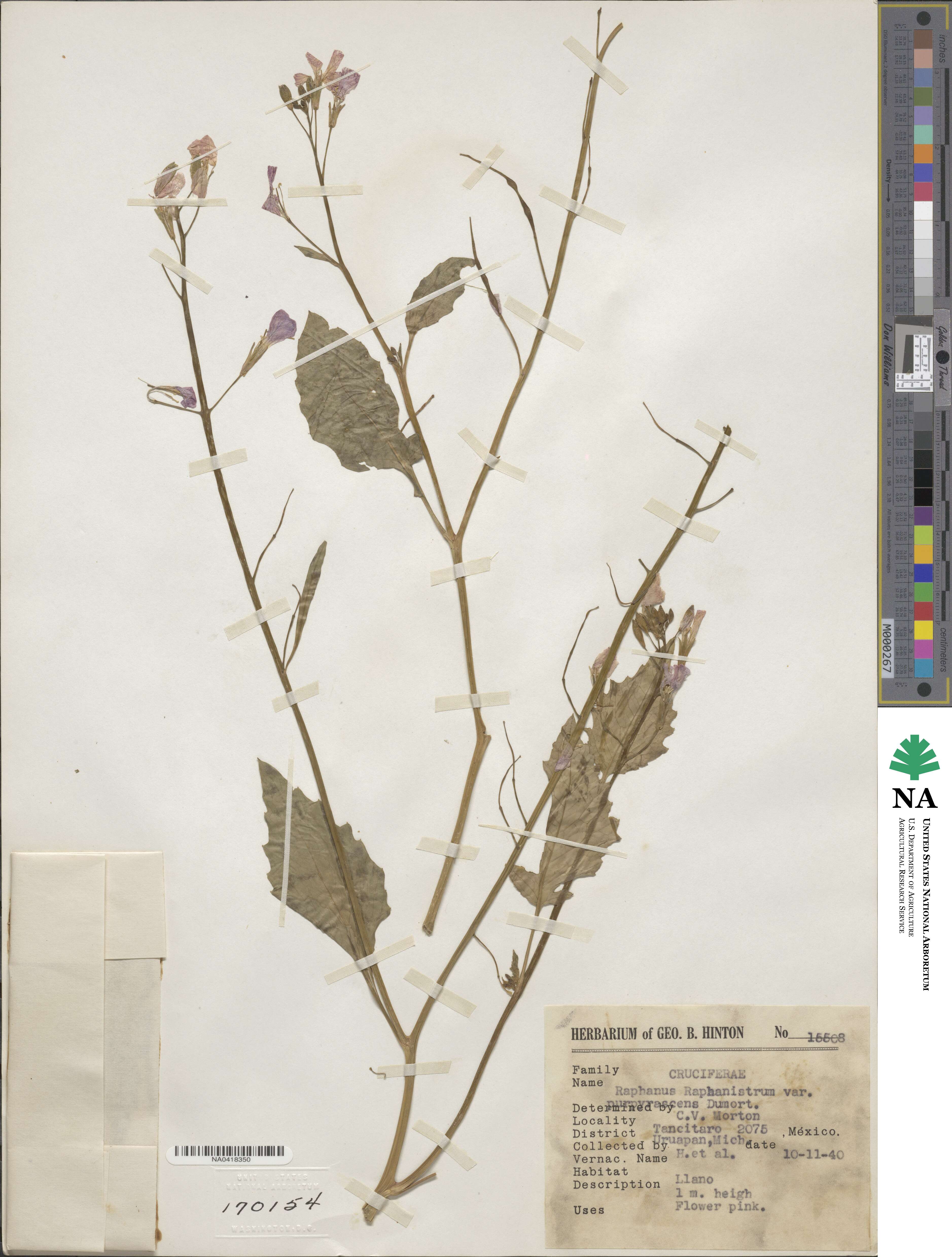 Raphanus raphanistrum image
