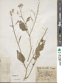 Raphanus raphanistrum image