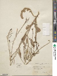 Raphanus raphanistrum image
