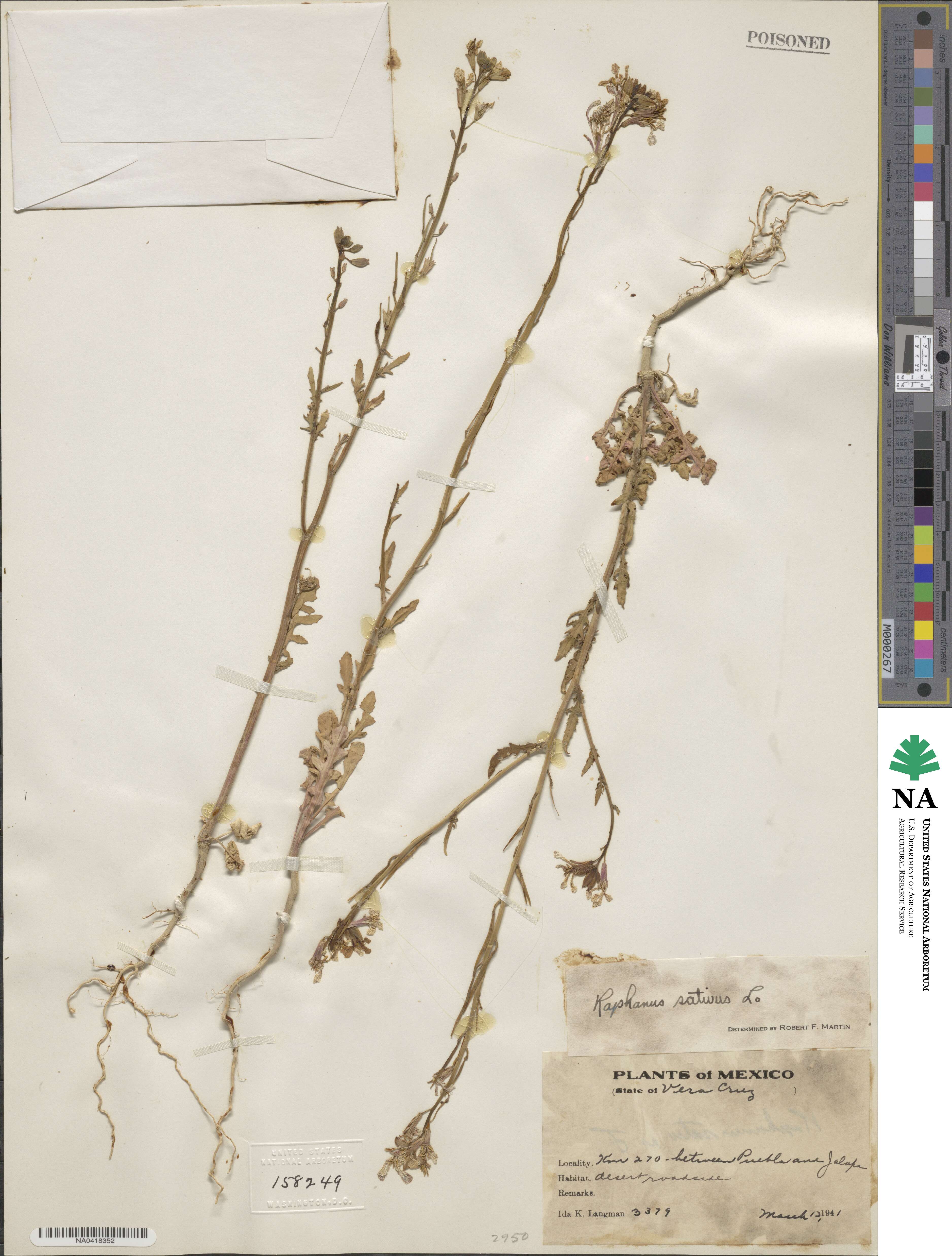 Raphanus sativus image