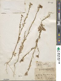 Raphanus sativus image