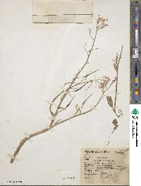 Raphanus sativus image