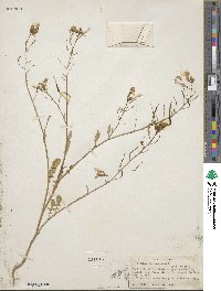 Raphanus raphanistrum image