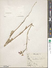 Raphanus raphanistrum image