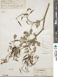 Raphanus sativus image