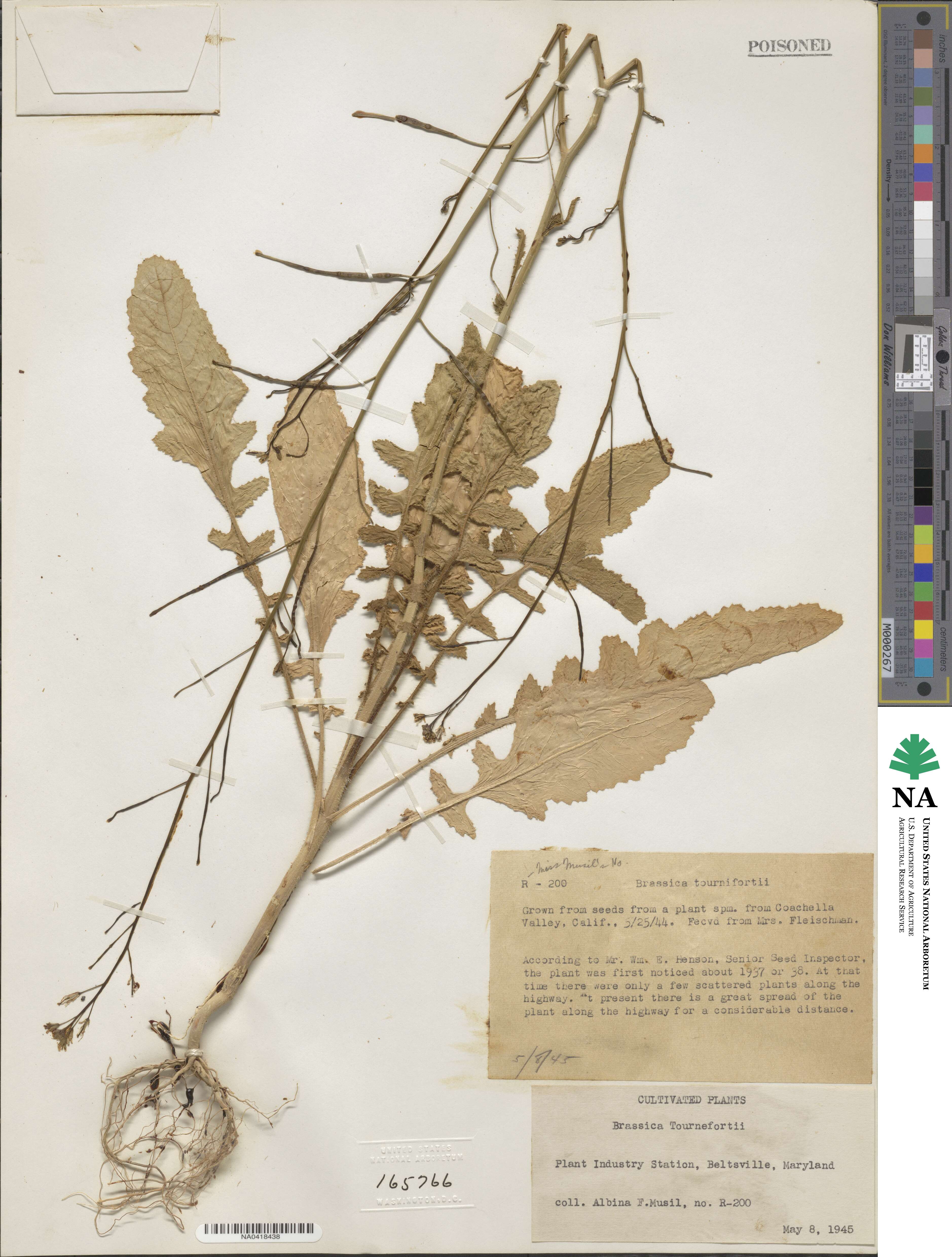 Brassica tournefortii image