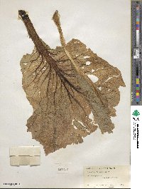 Brassica petsai image