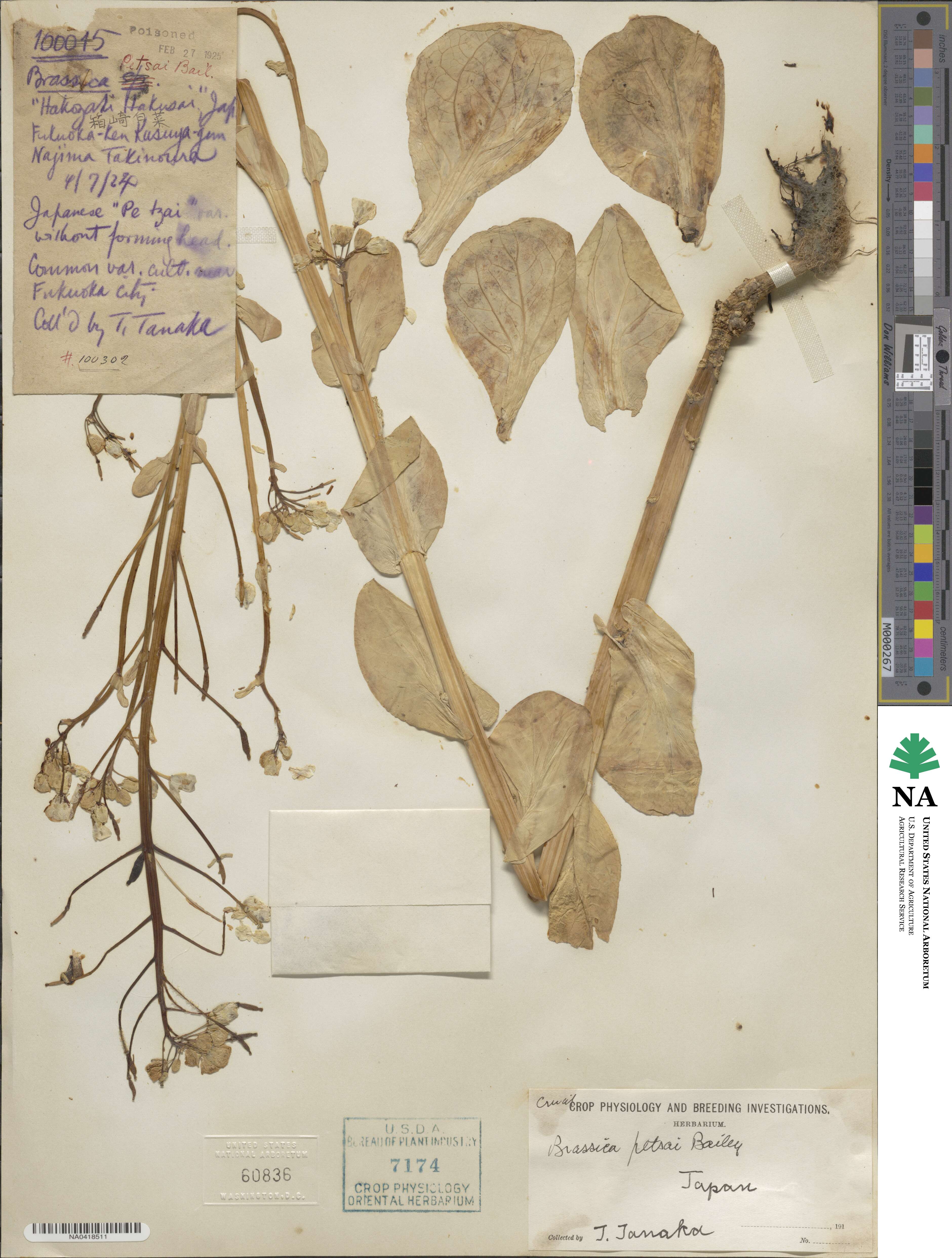 Brassica petsai image