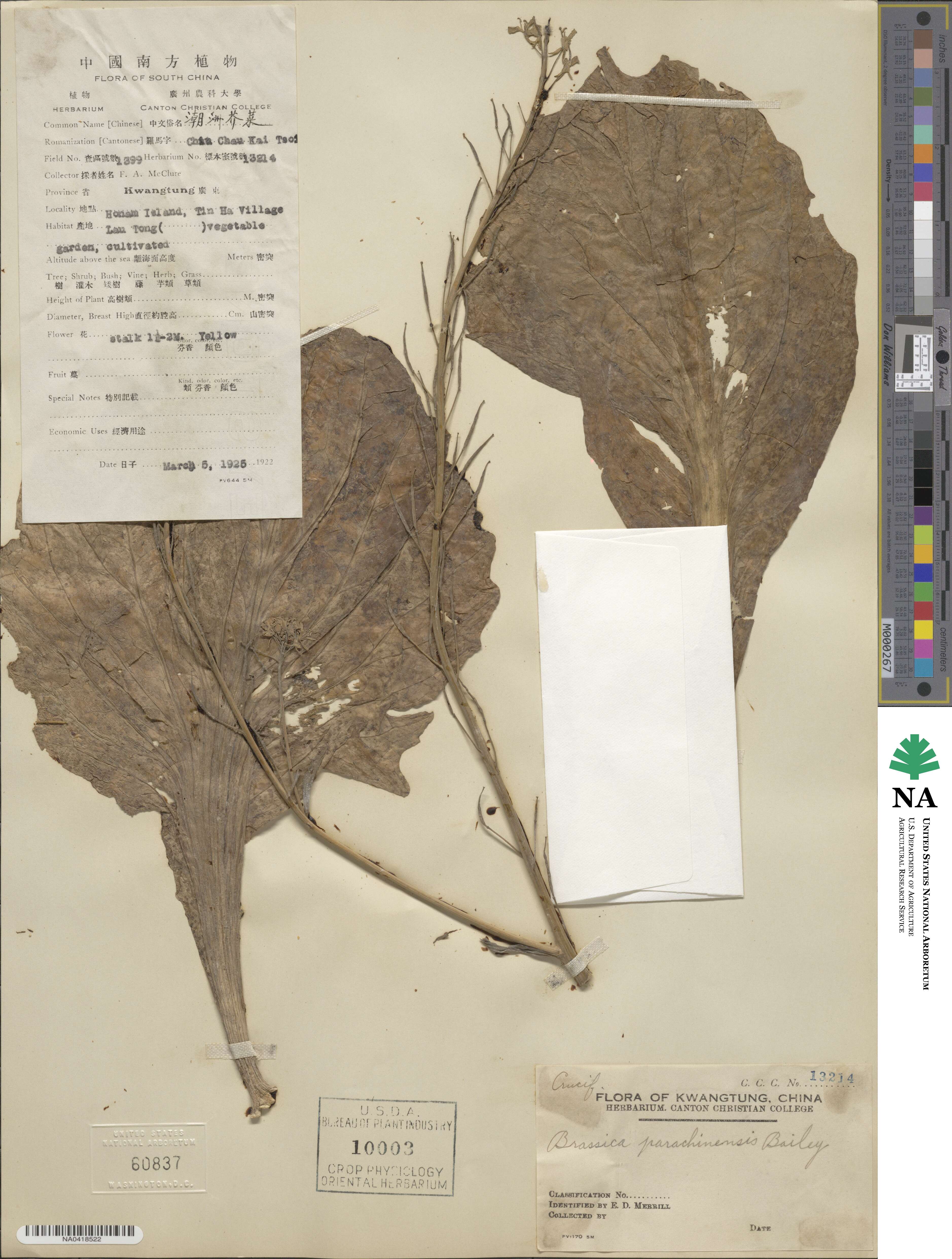 Brassica parachinensis image