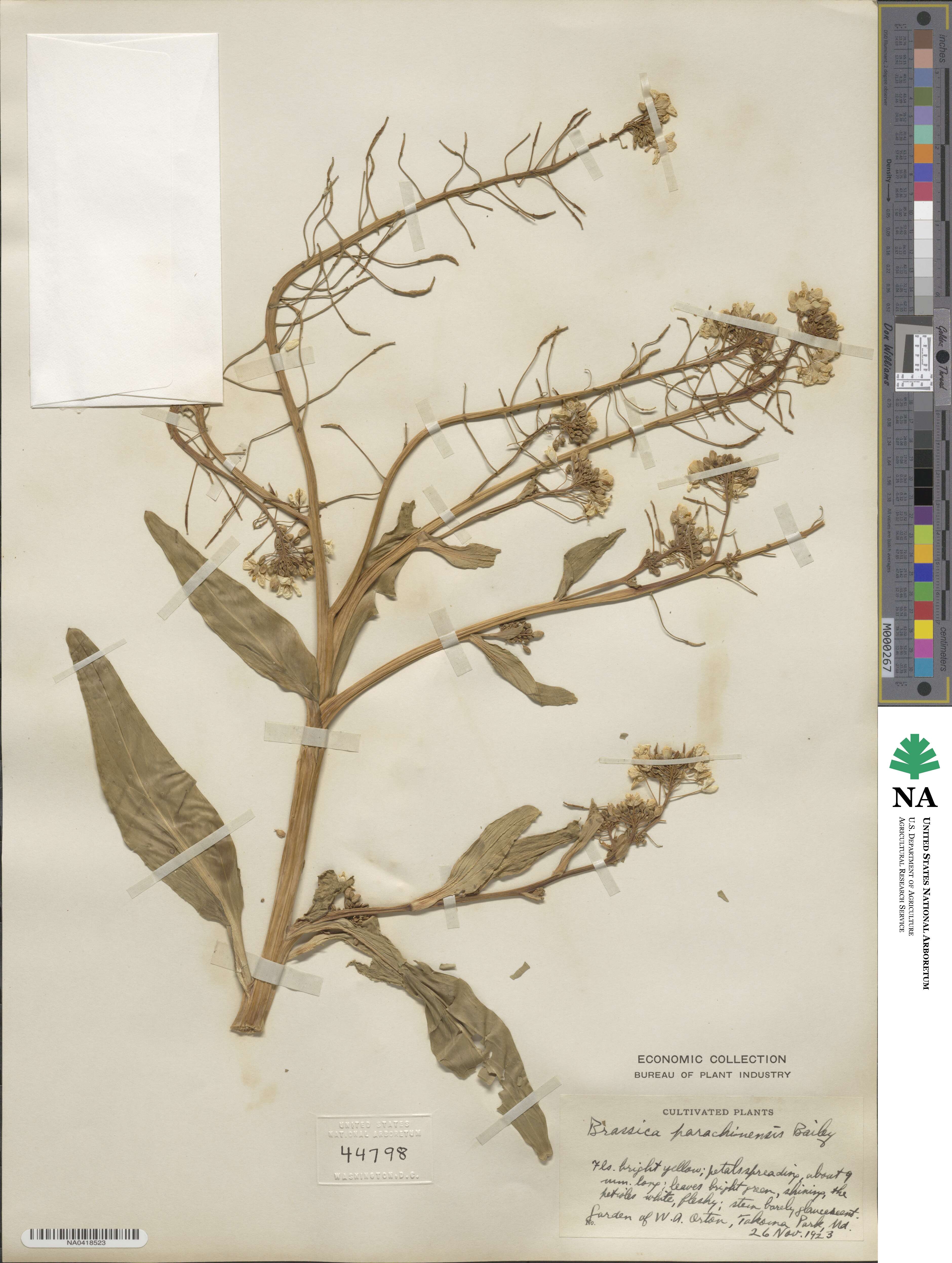 Brassica parachinensis image