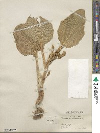Brassica parachinensis image