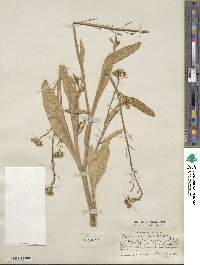 Brassica parachinensis image