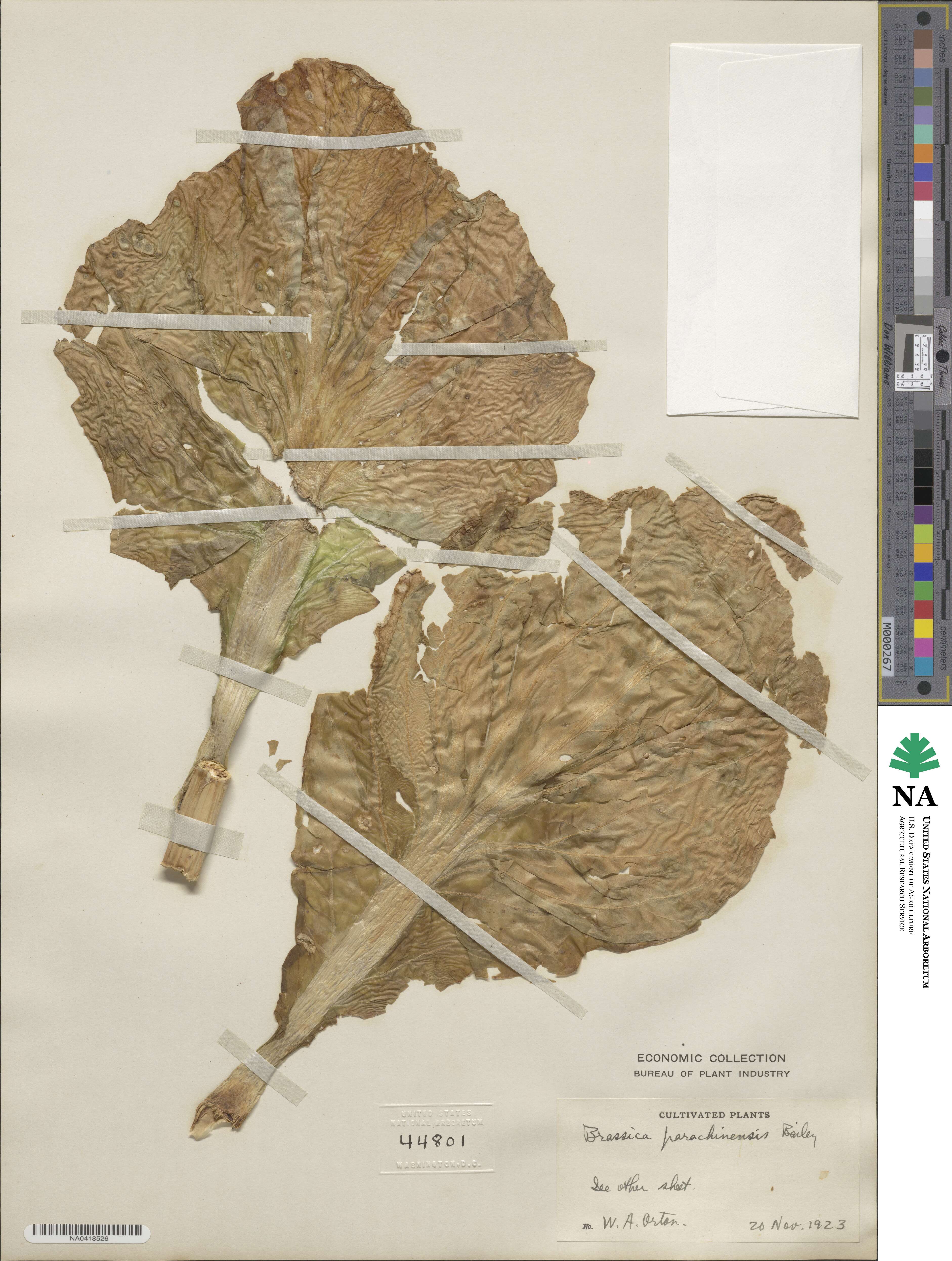 Brassica parachinensis image