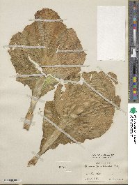 Brassica parachinensis image
