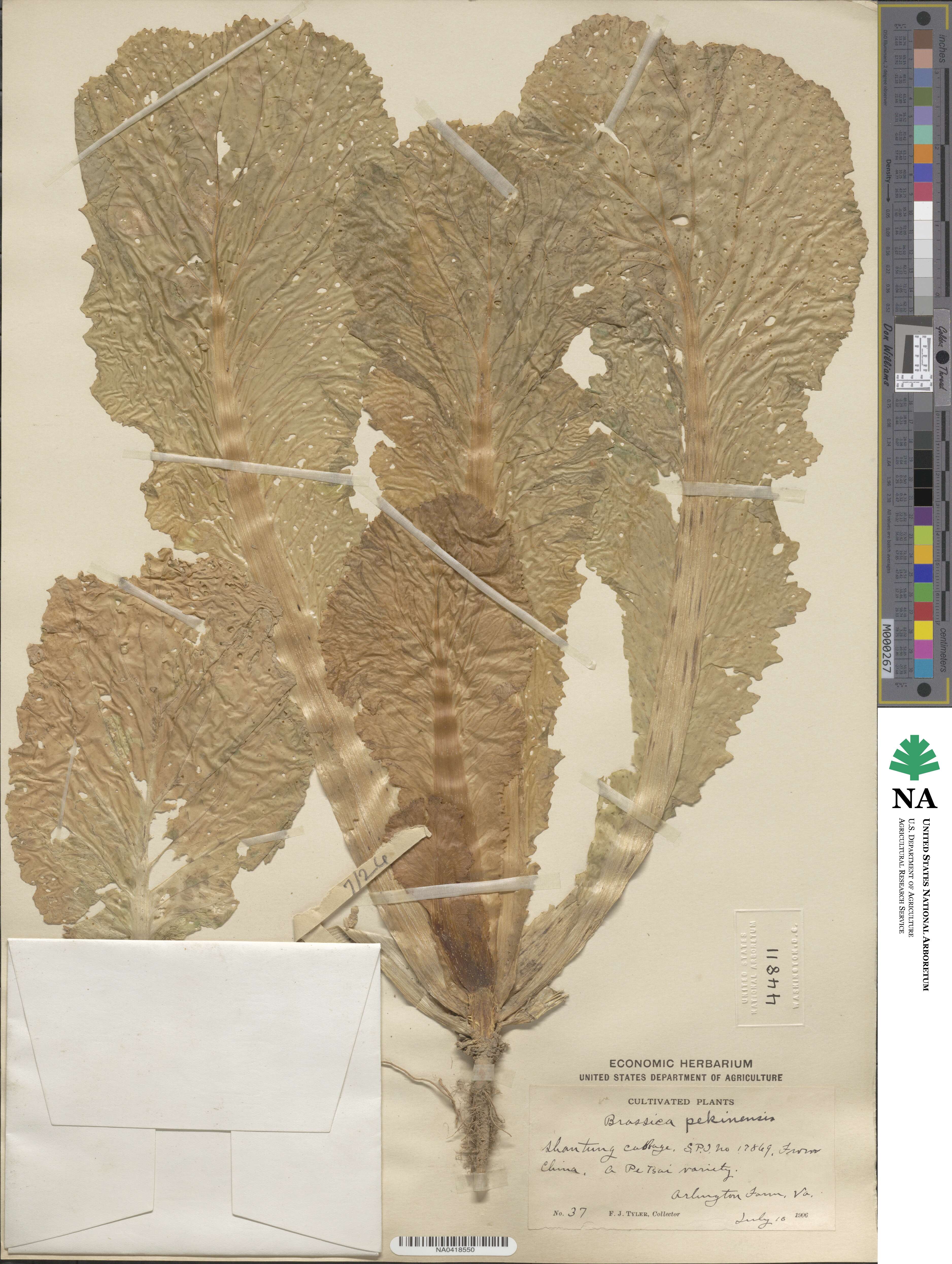 Brassica pekinensis image