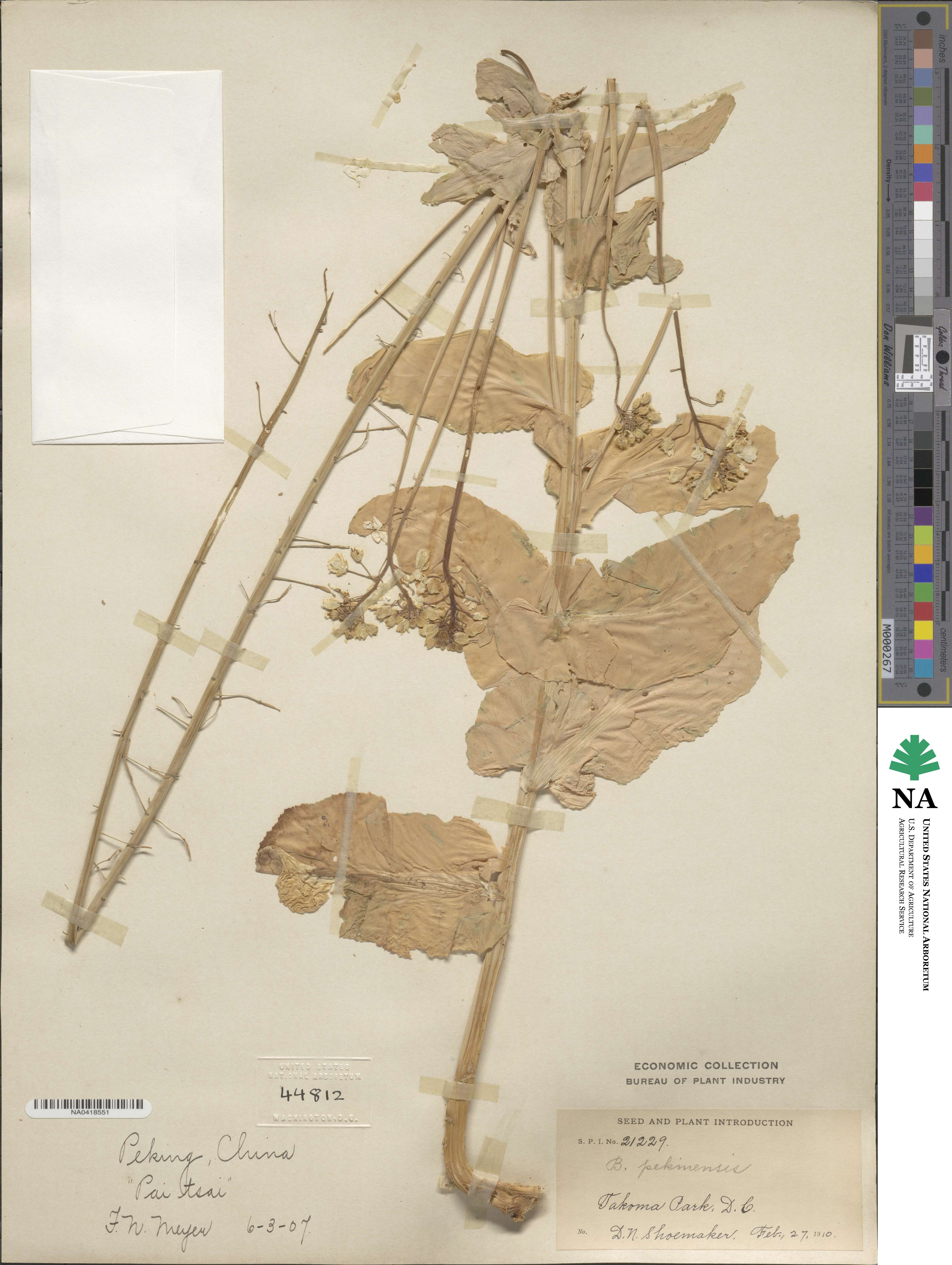Brassica pekinensis image