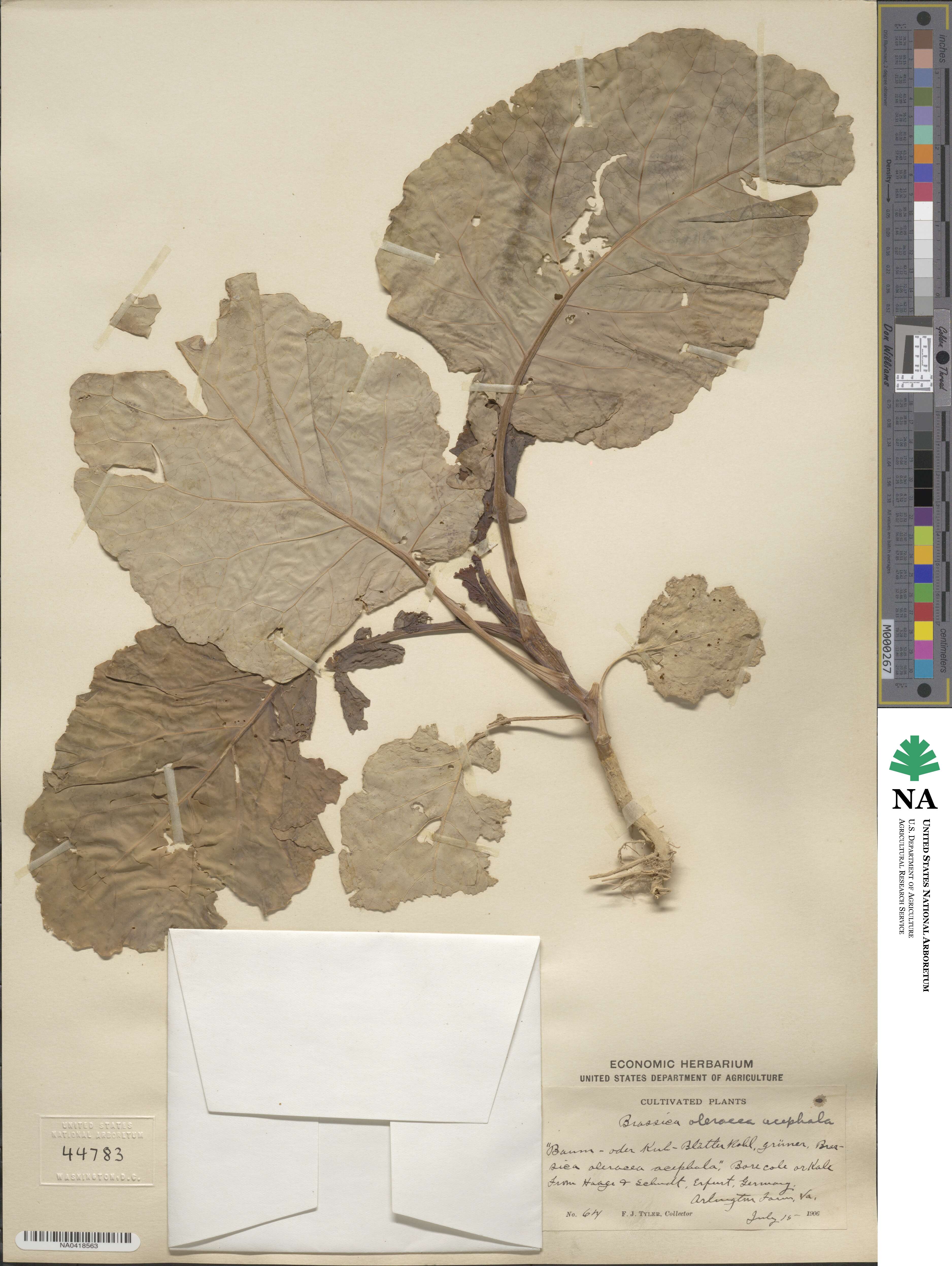 Brassica oleracea var. acephala image