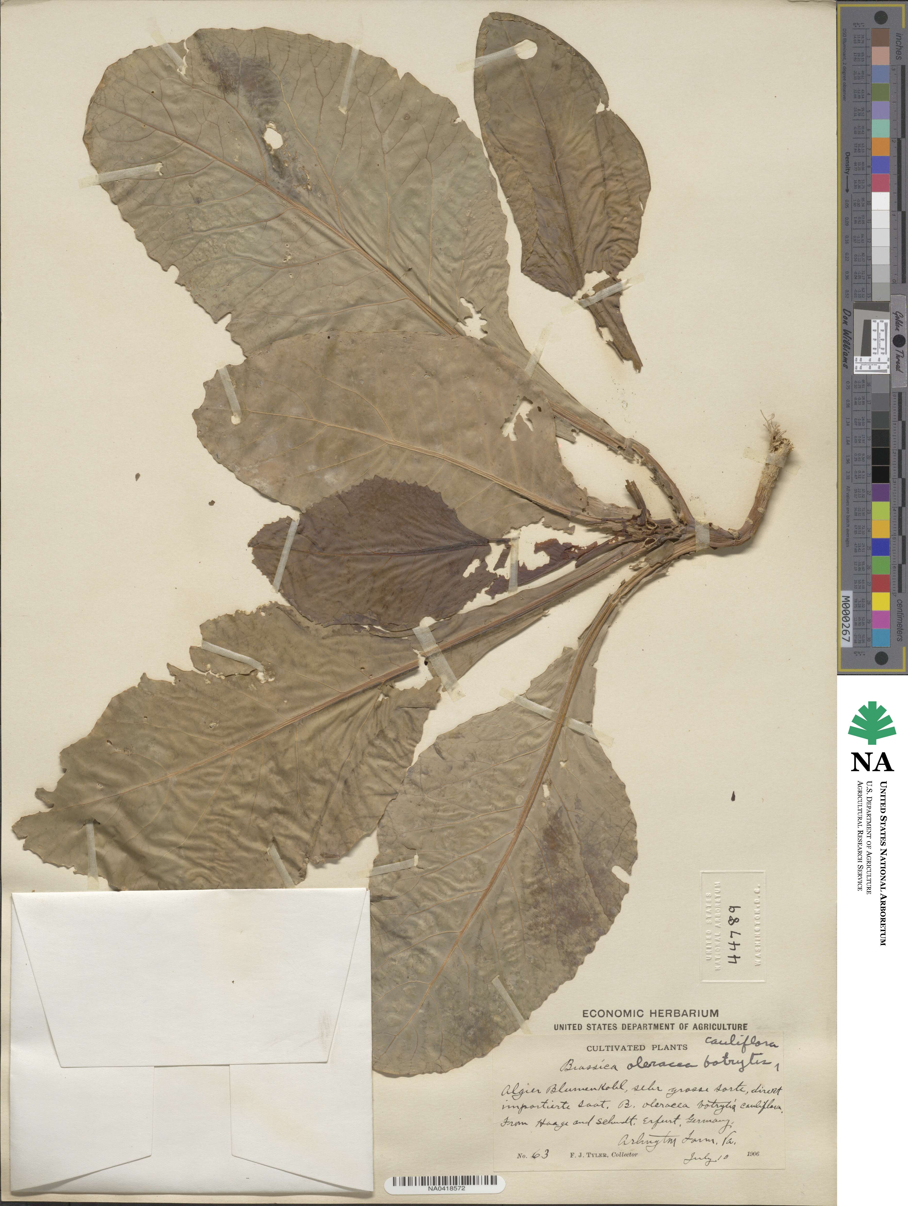 Brassica oleracea image