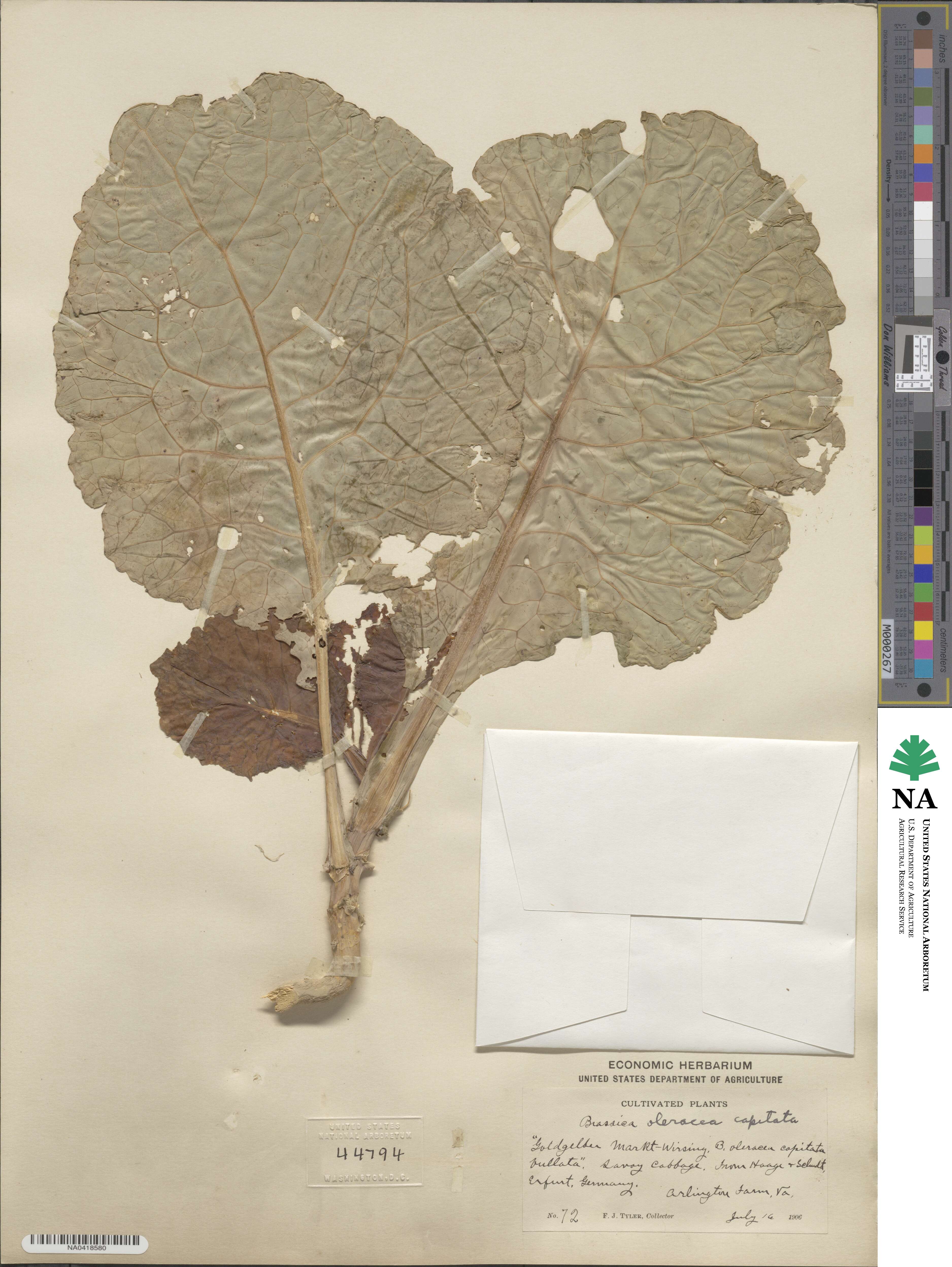 Brassica oleracea var. capitata image