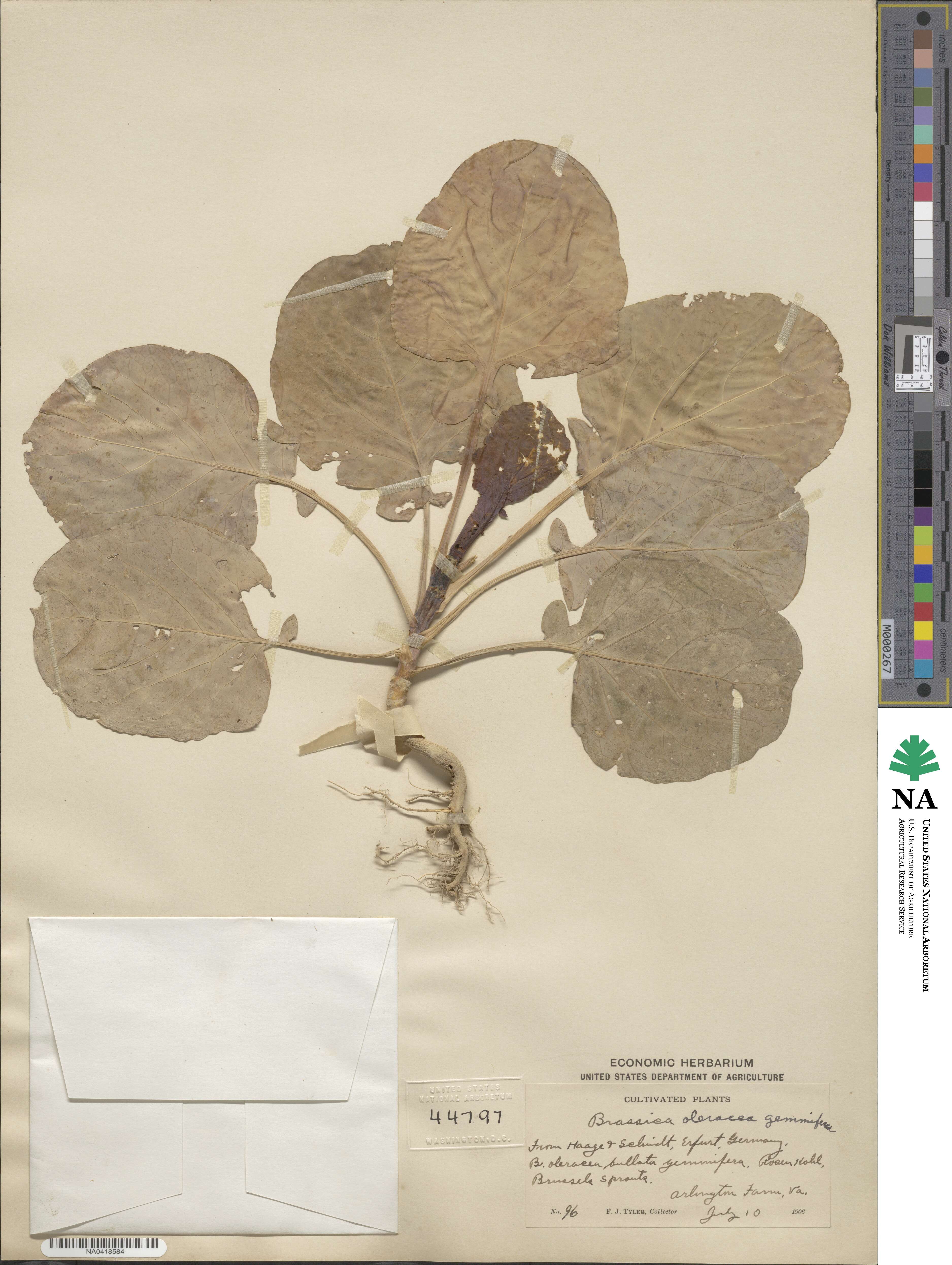 Brassica oleracea var. gemmifera image