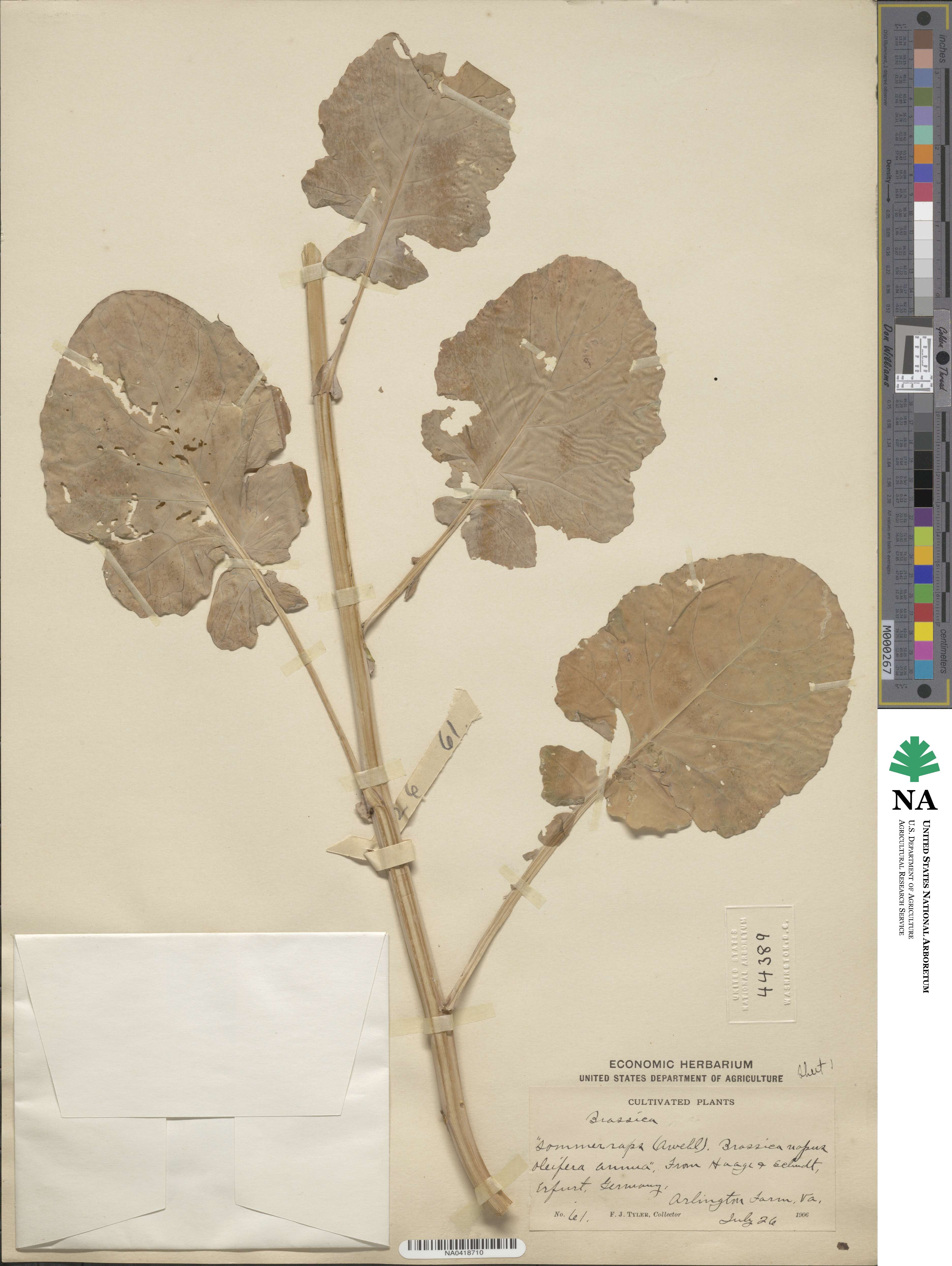 Brassica napus image
