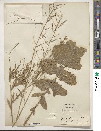 Brassica juncea image