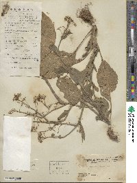 Brassica juncea image