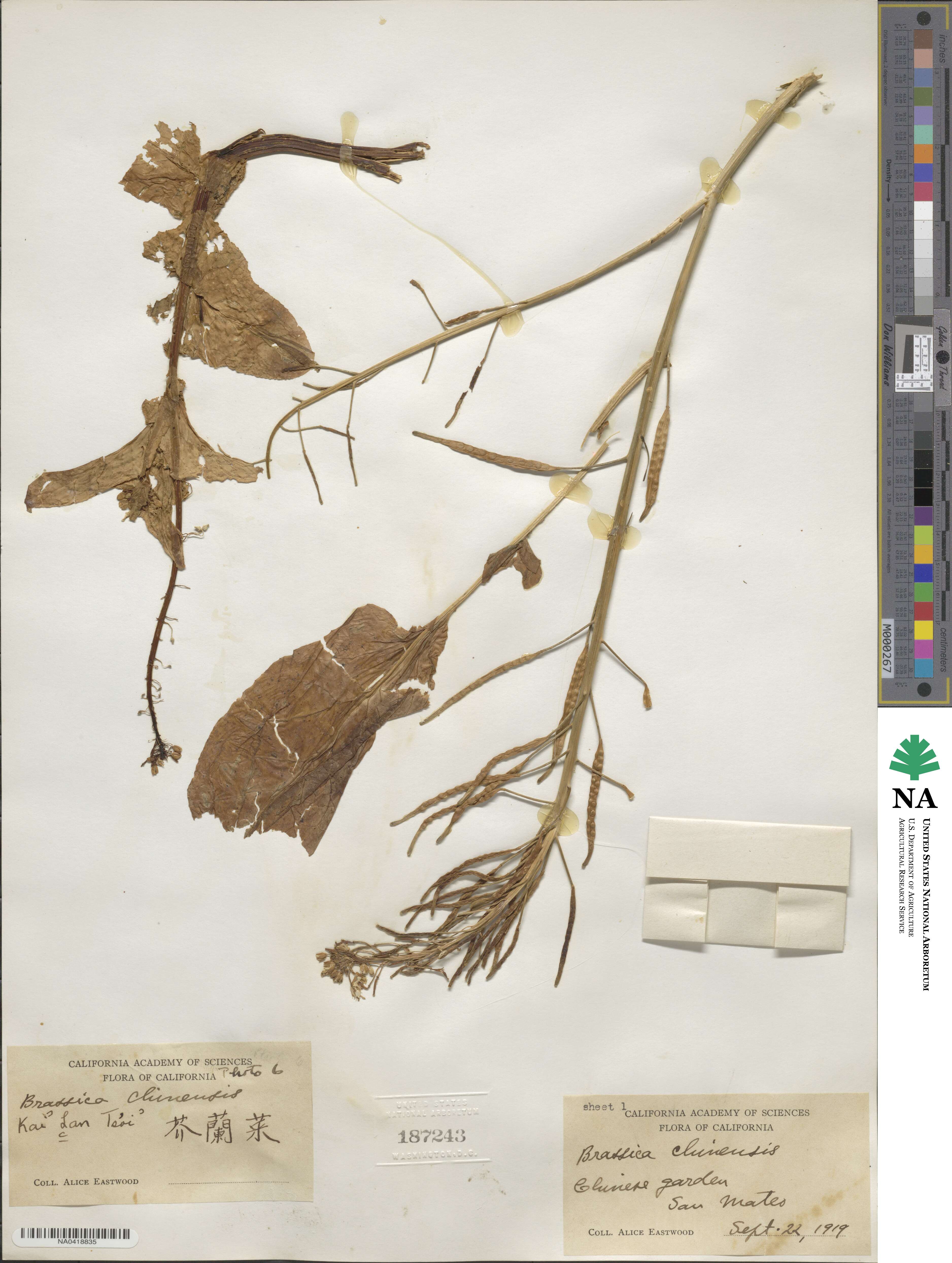 Brassica chinensis image