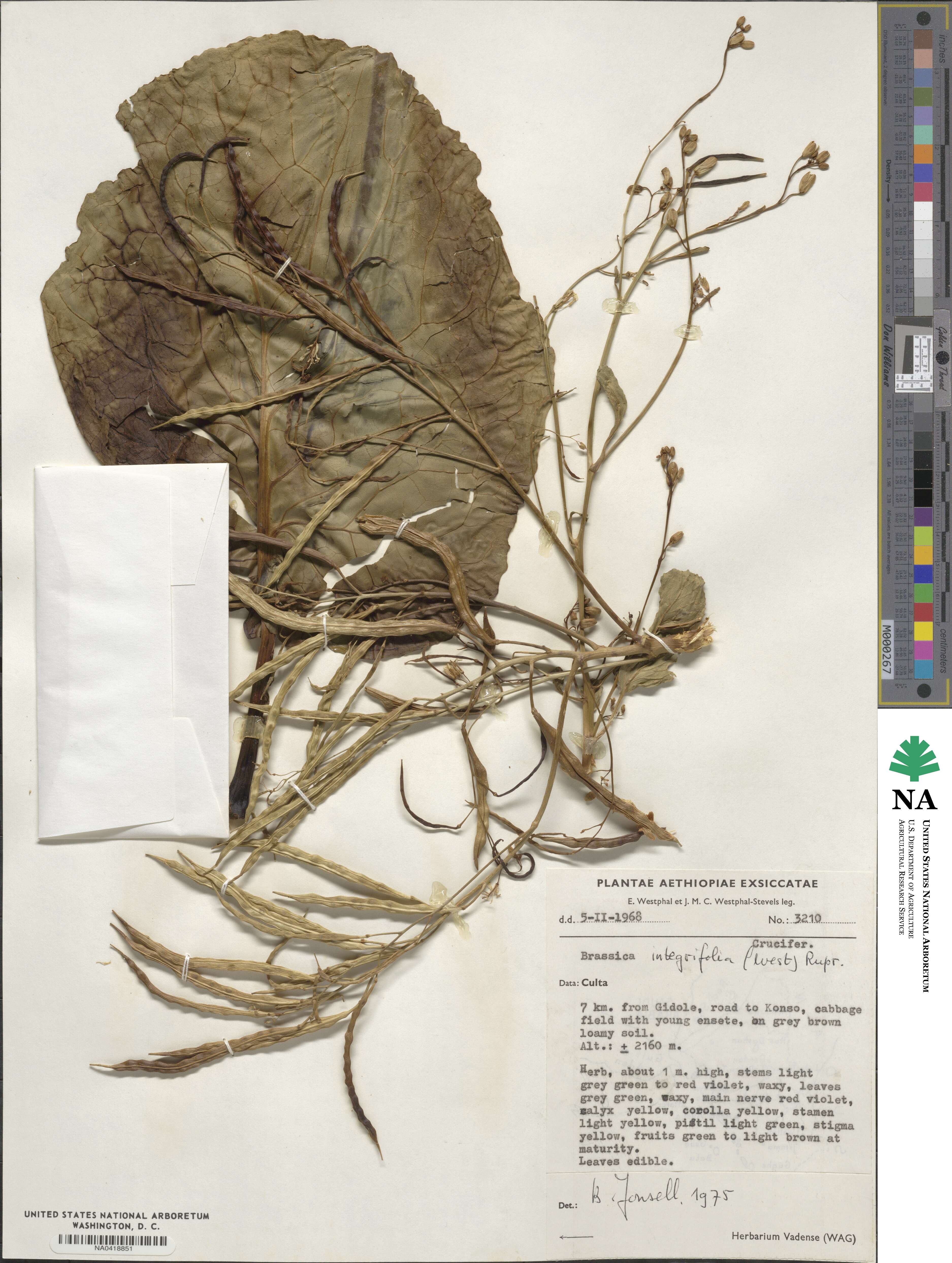 Brassica integrifolia image