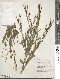 Brassica integrifolia image