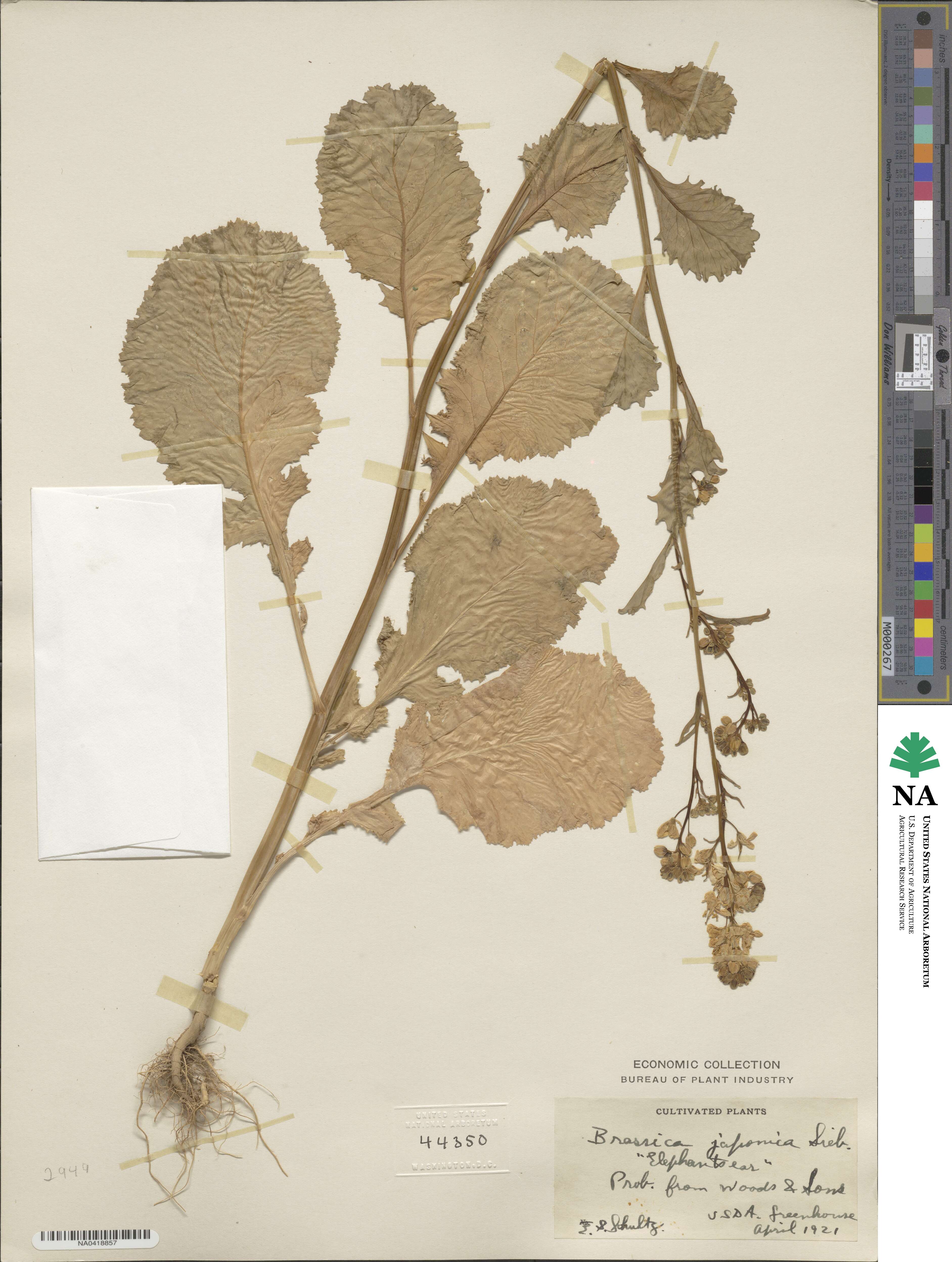 Brassica japonica image
