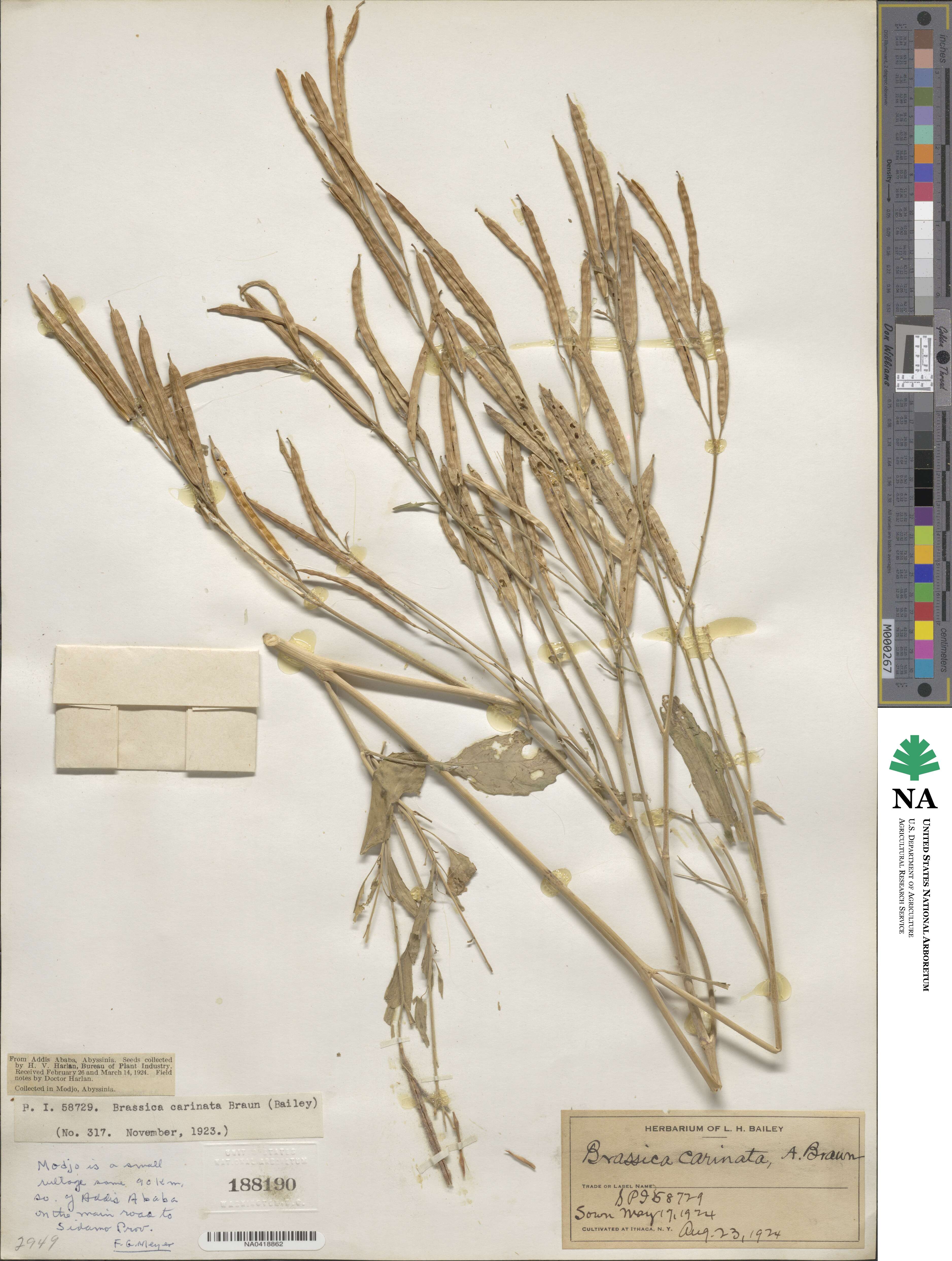 Brassica carinata image