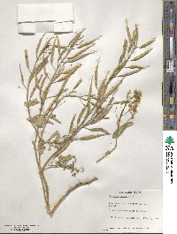 Brassica campestris image