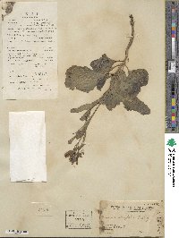 Brassica alboglabra image