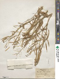 Brassica campestris image