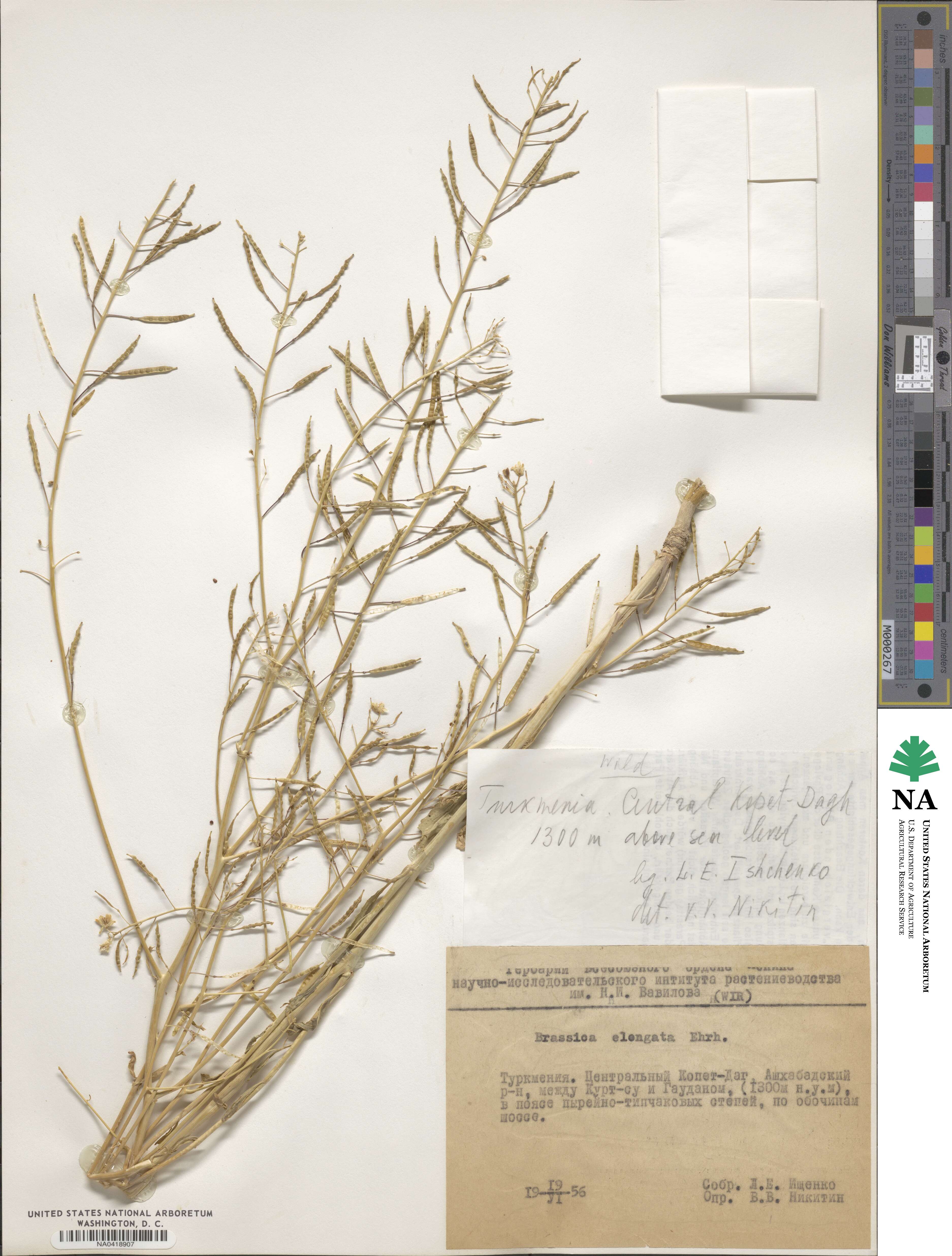 Brassica elongata image