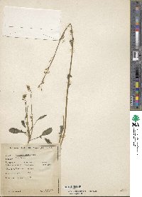 Brassica juncea image