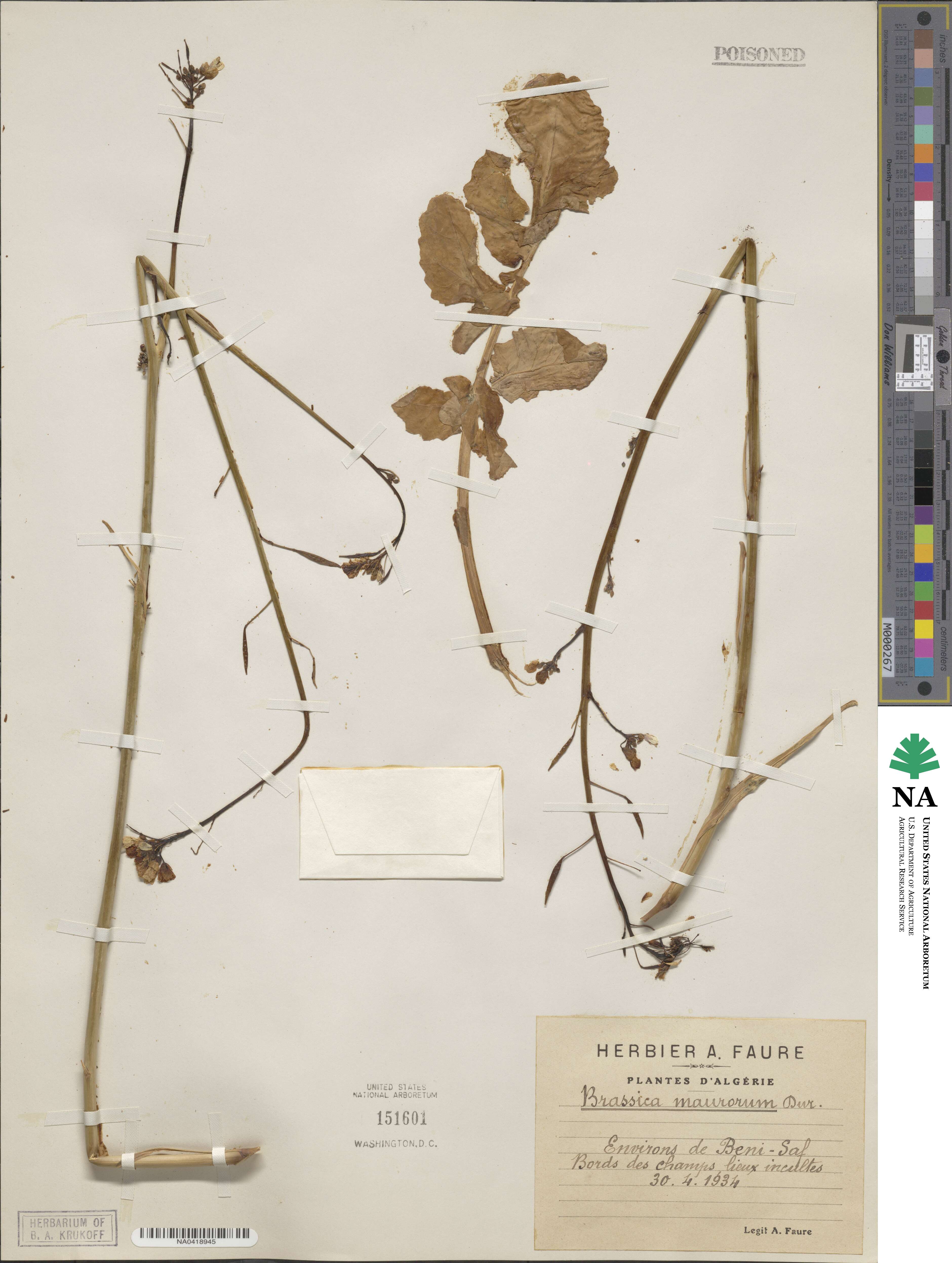 Brassica maurorum image
