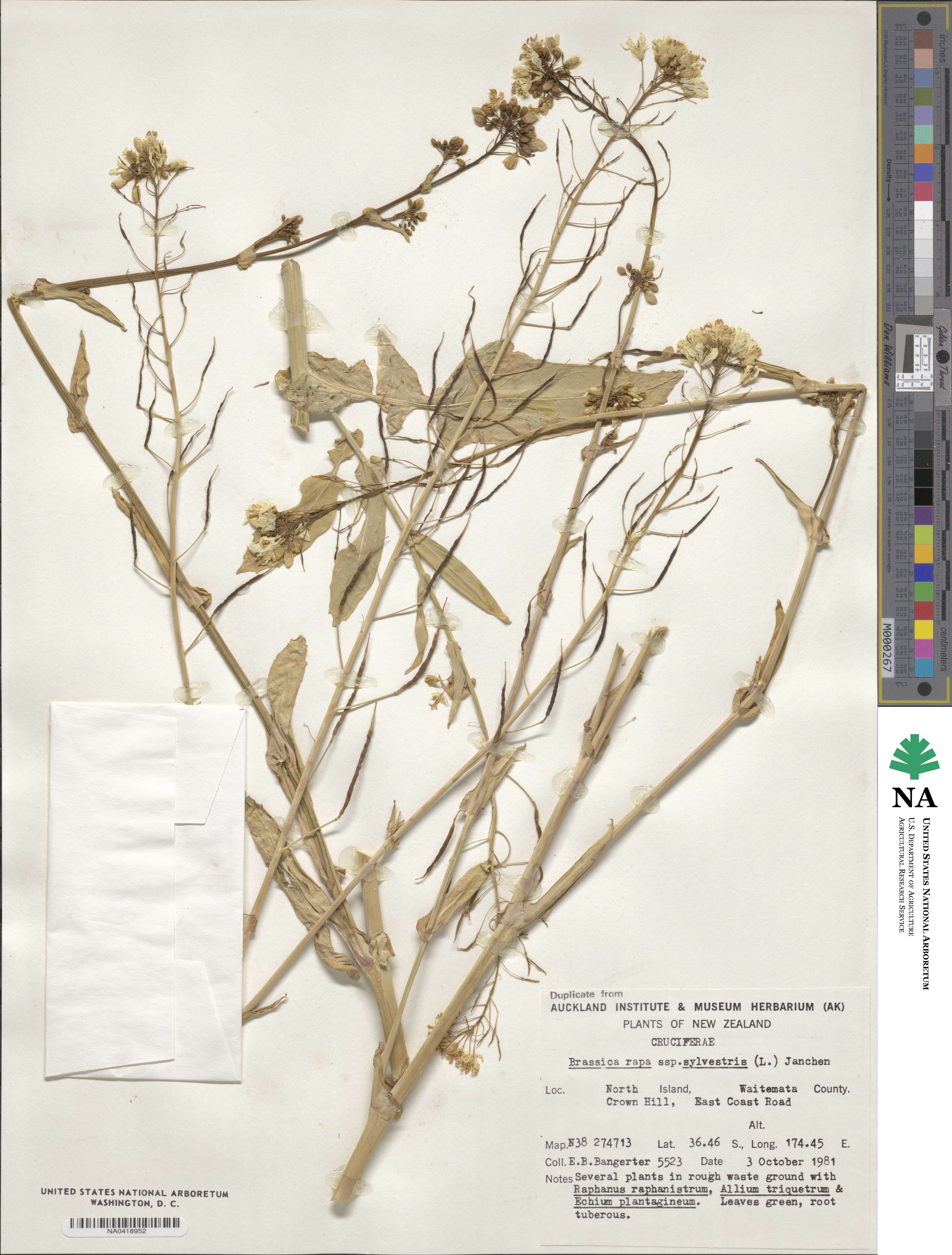 Brassica rapa subsp. sylvestris image