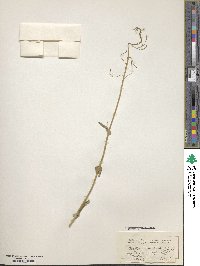 Conringia austriaca image