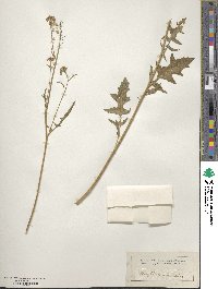 Conringia austriaca image