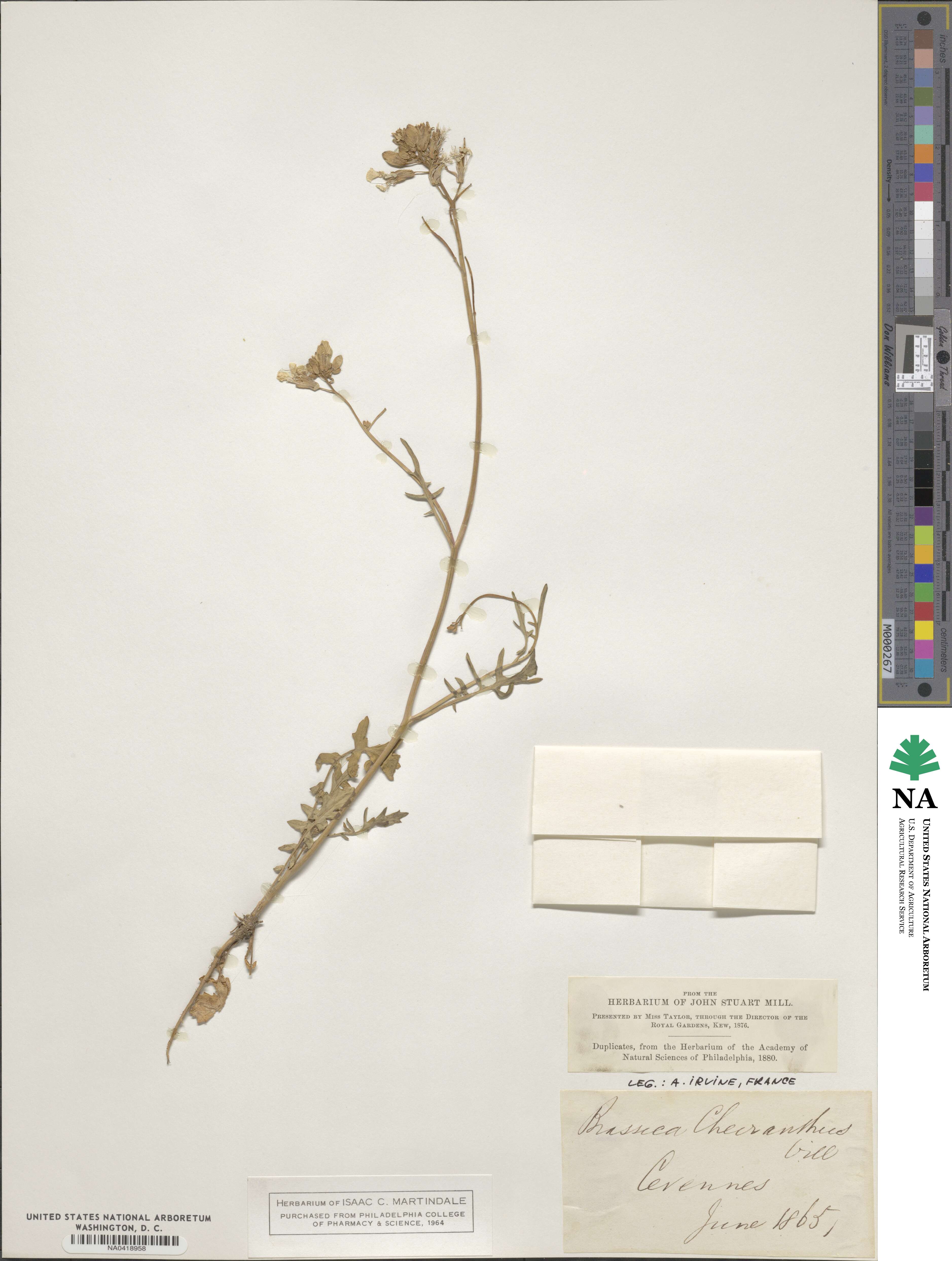 Brassica cheiranthos image