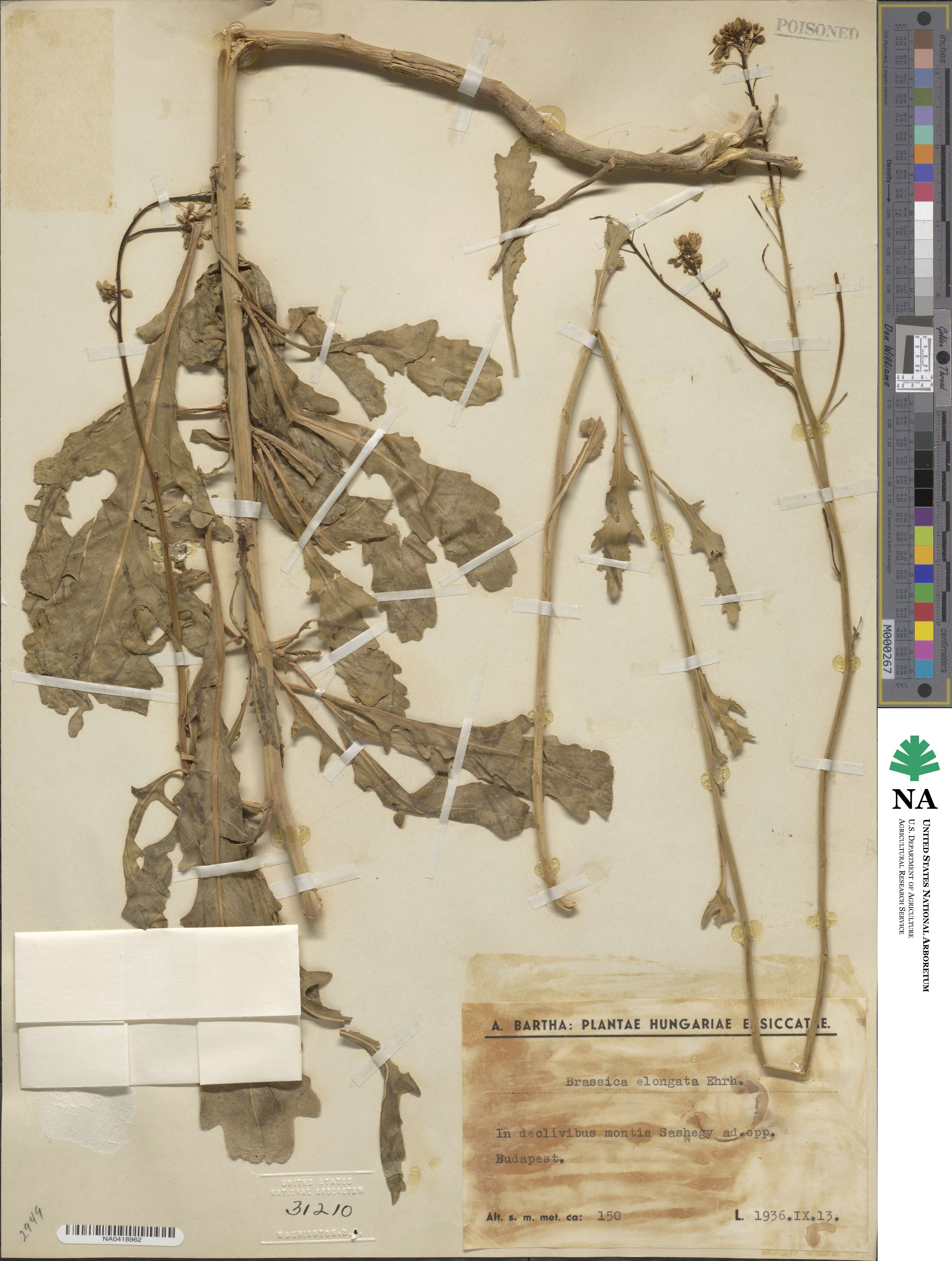 Brassica elongata image