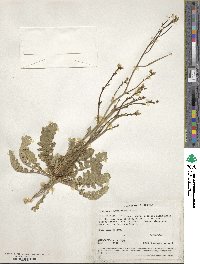 Brassica tournefortii image