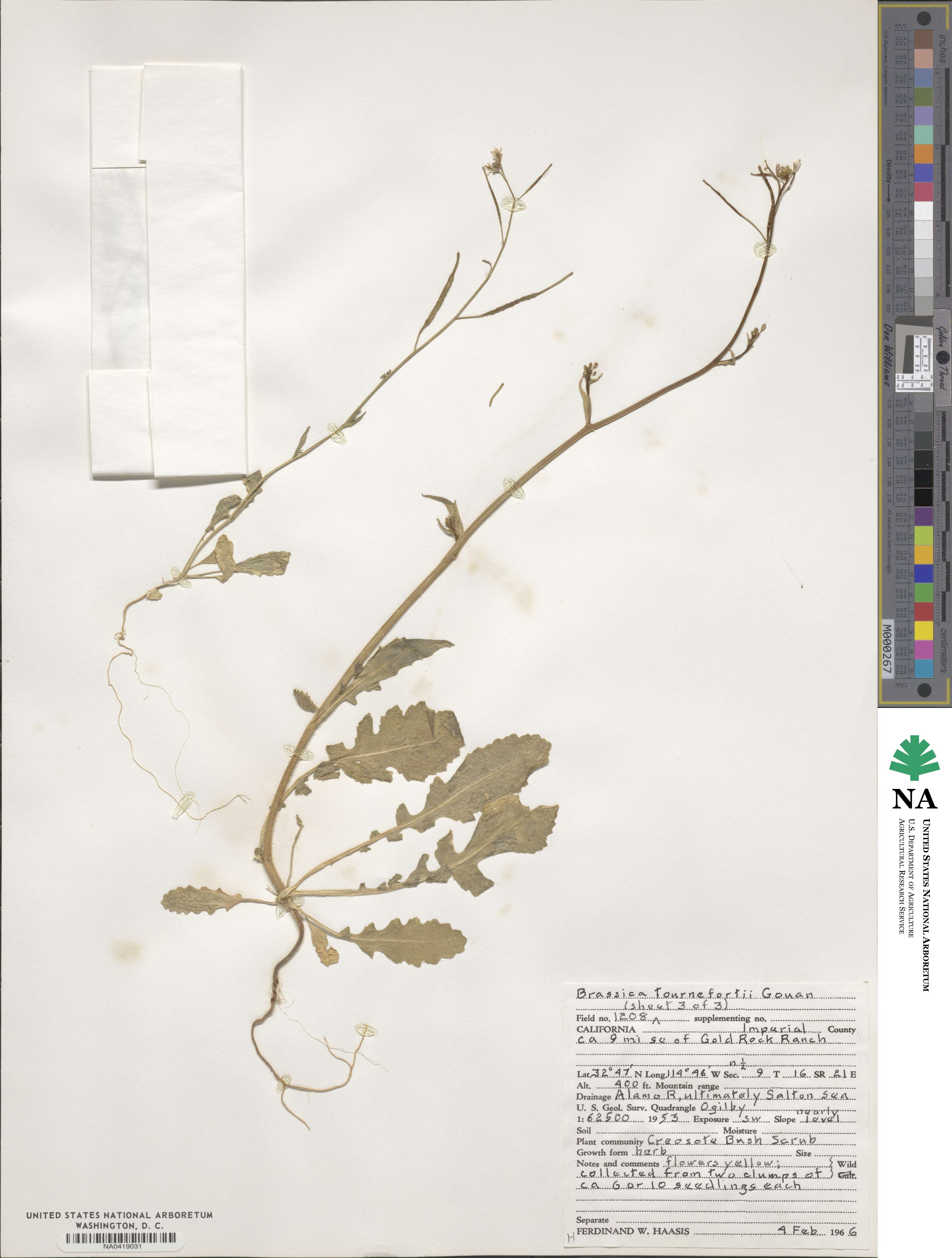 Brassica tournefortii image