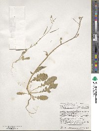Brassica tournefortii image