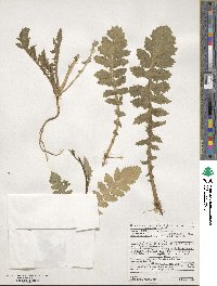 Brassica tournefortii image