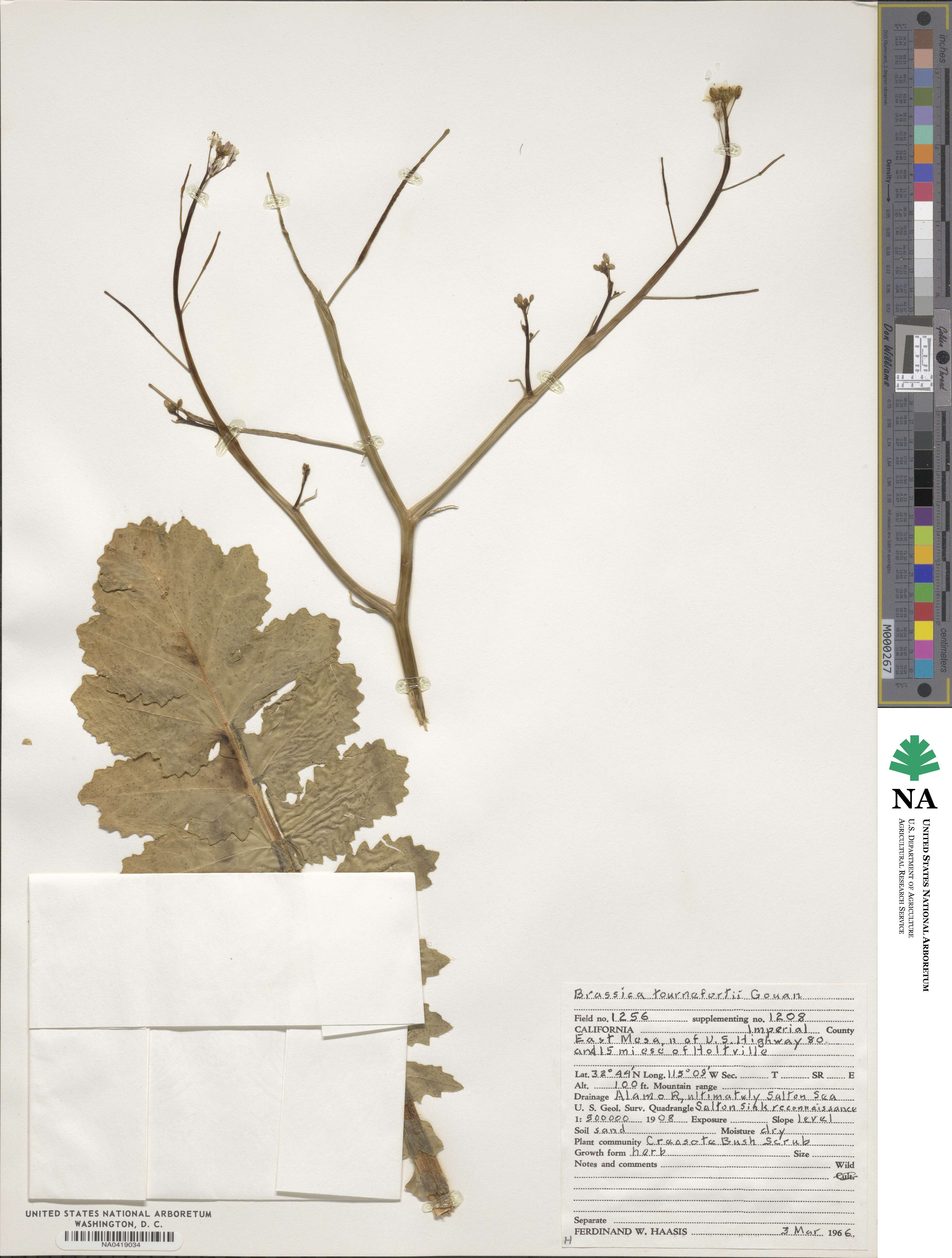 Brassica tournefortii image
