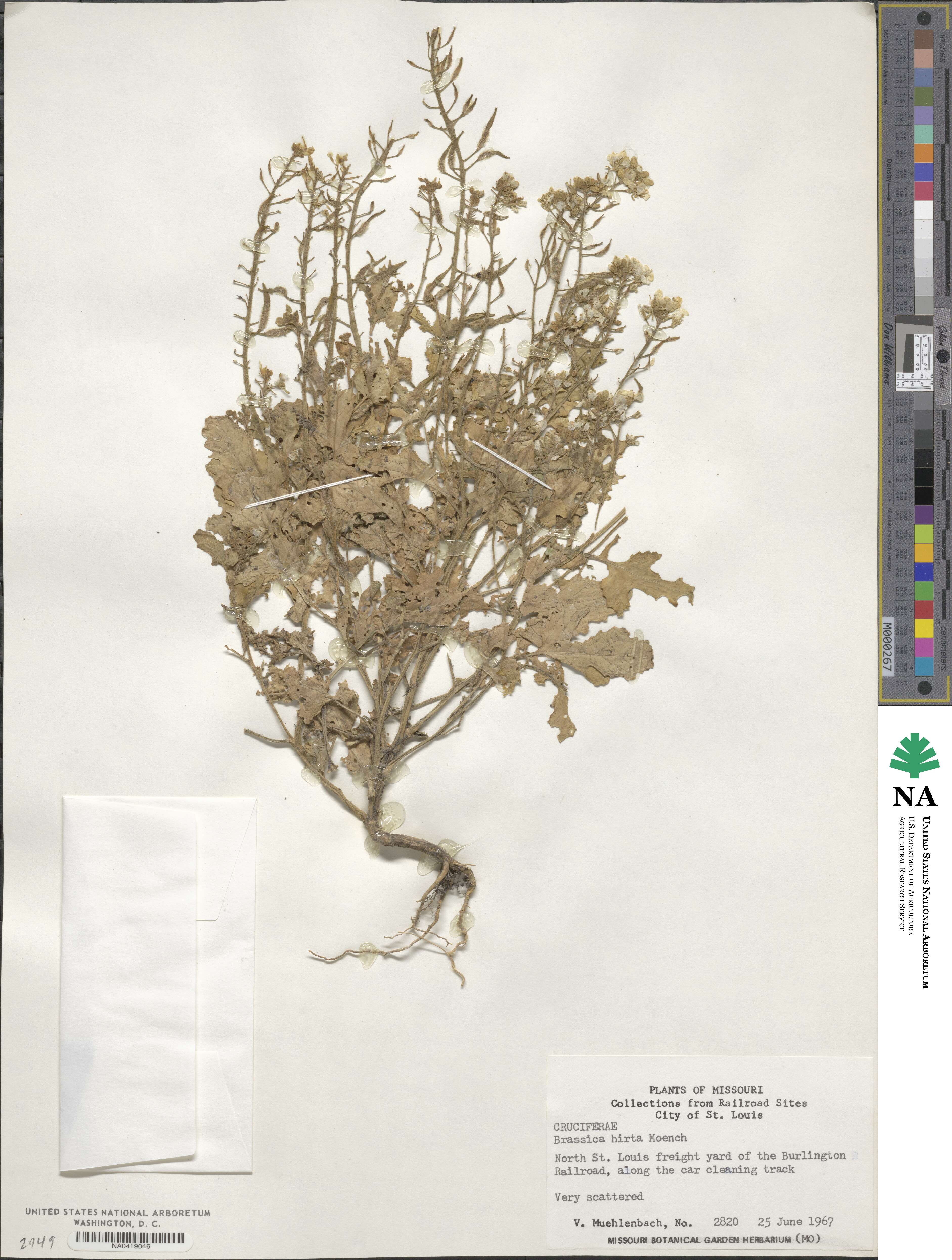 Brassica hirta image
